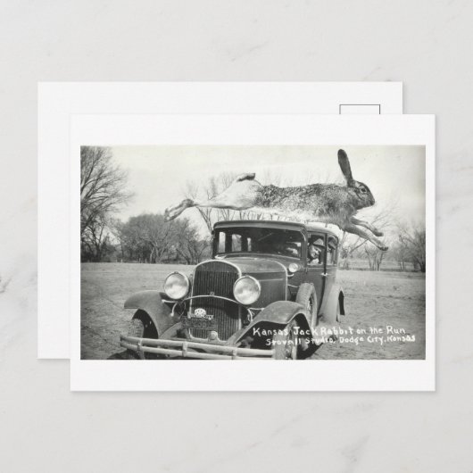 Kansas Jackrabbit Oddity Briefkaart (Voorkant / Achterkant)