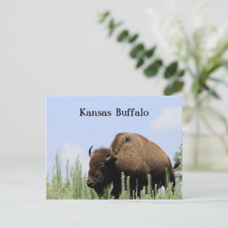 Kansas kleurrijke Buffalo Maxwell Wildlife Refuge Briefkaart