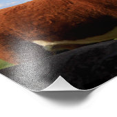 Kansas Koe in een Pasture Fotouitbreiding Foto Afdruk (Hoek)