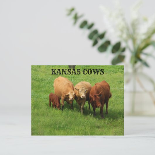 Kansas-Koeien in de Kaart Landpost (Staand voorkant)