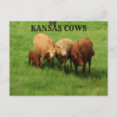 Kansas-Koeien in de Kaart Landpost (Voorkant)