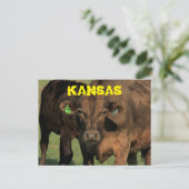 Kansas Koeien in een Kaart van de Post. (Staand voorkant)