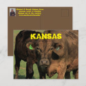 Kansas Koeien in een Kaart van de Post. (Voorkant / Achterkant)