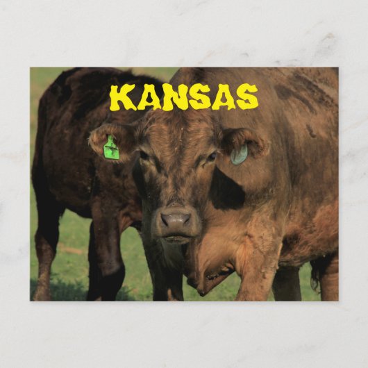 Kansas Koeien in een Kaart van de Post. (Voorkant)