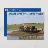 Kansas Koeien met overstromingswater Post Kaart (Voorkant / Achterkant)