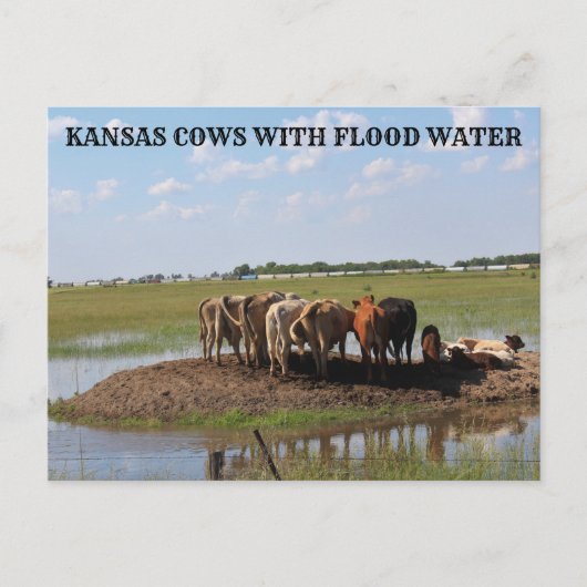 Kansas Koeien met overstromingswater Post Kaart (Voorkant)