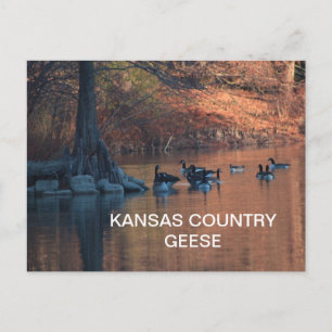 KANSAS LAND GEESE Briefkaart
