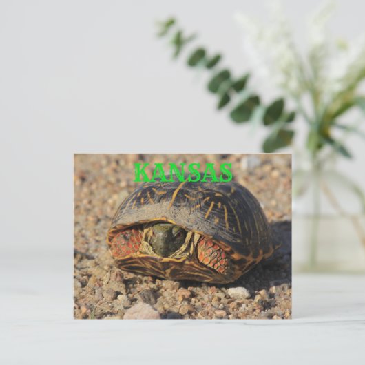 Kansas Male Box Shell Briefkaart (Staand voorkant)