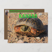 Kansas Male Box Shell Briefkaart (Voorkant / Achterkant)