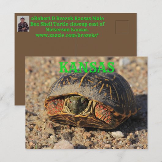 Kansas Male Box Shell Briefkaart (Voorkant / Achterkant)