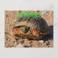 Kansas Male Box Shell Briefkaart