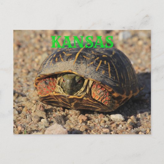 Kansas Male Box Shell Briefkaart (Voorkant)