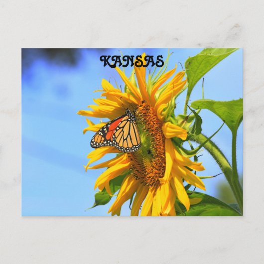 Kansas Monarch Butterfly op een zonnebloem Briefkaart (Voorkant)