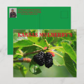 Kansas Mulberry's Closeup Post Kaart (Voorkant / Achterkant)