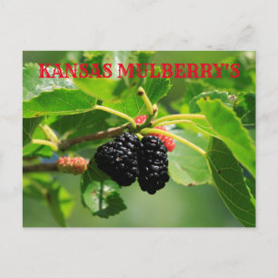 Kansas Mulberry's Closeup Post Kaart