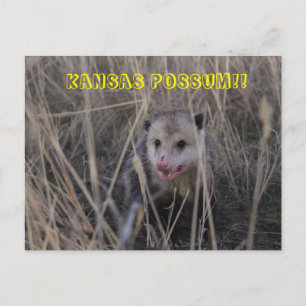 Kansas Possum Post Card. Briefkaart
