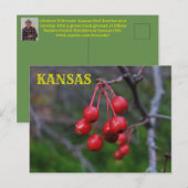 Kansas Red Berries closeup Post Kaart (Voorkant / Achterkant)