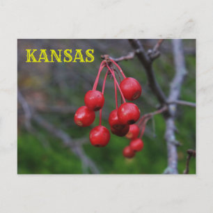 Kansas Red Berries closeup Post Kaart