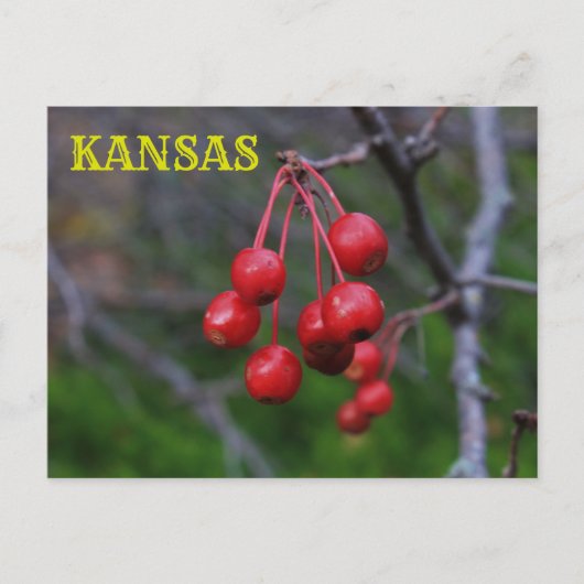 Kansas Red Berries closeup Post Kaart (Voorkant)