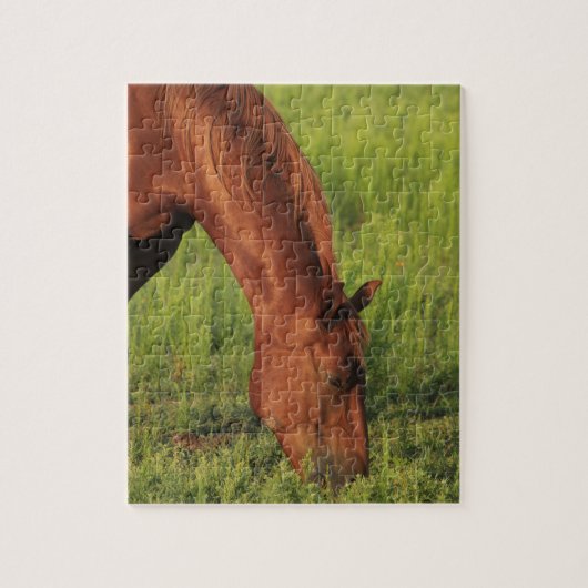 Kansas Red Horse Legpuzzel (Verticaal)