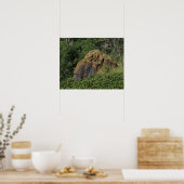 Kansas Red Sand Stone Rock in een weiland Poster (Keuken)