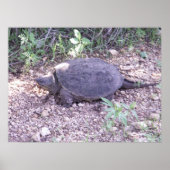 Kansas Snapping Turtle Poster (Voorkant)