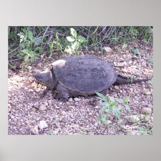 Kansas Snapping Turtle Poster (Voorkant)