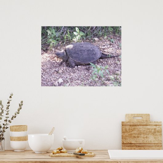 Kansas Snapping Turtle Poster (Keuken)
