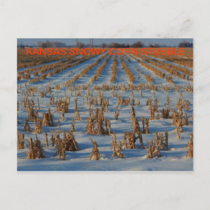 Kansas Snowy corn Stubble POST CARD Briefkaart