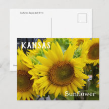 Kansas State Flower Sunflower Briefkaart