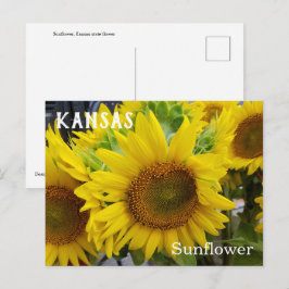 Kansas State Flower Sunflower Briefkaart