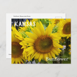 Kansas State Flower Sunflower Briefkaart