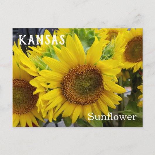 Kansas State Flower Sunflower Briefkaart (Voorkant)