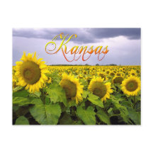 Kansas State Flower - The Sunflower