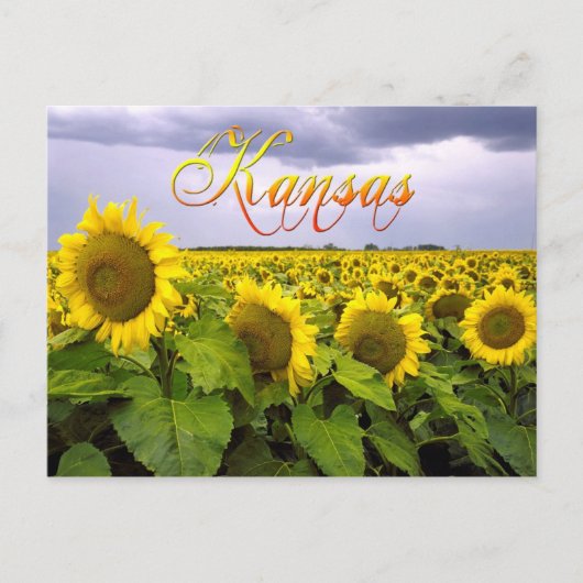 Kansas State Flower - The Sunflower Briefkaart (Voorkant)