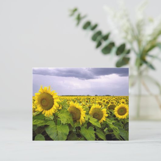 Kansas State Flower - The Sunflower Briefkaart (Staand voorkant)