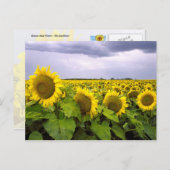 Kansas State Flower - The Sunflower Briefkaart (Voorkant / Achterkant)