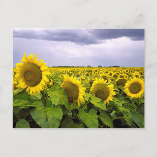 Kansas State Flower - The Sunflower Briefkaart