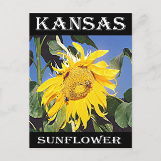Kansas Sunflower Briefkaart