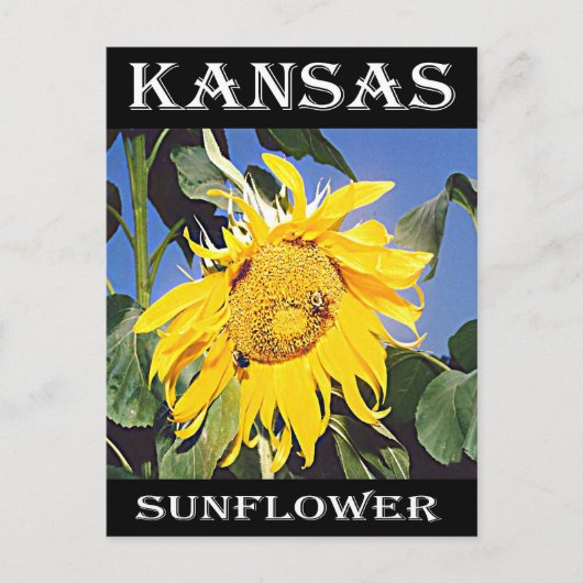 Kansas Sunflower Briefkaart (Voorkant)