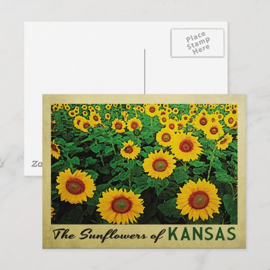 Kansas Sunflower Briefkaart (Voorkant / Achterkant)