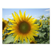Kansas Sunflower Foto Afdruk (Voorkant)