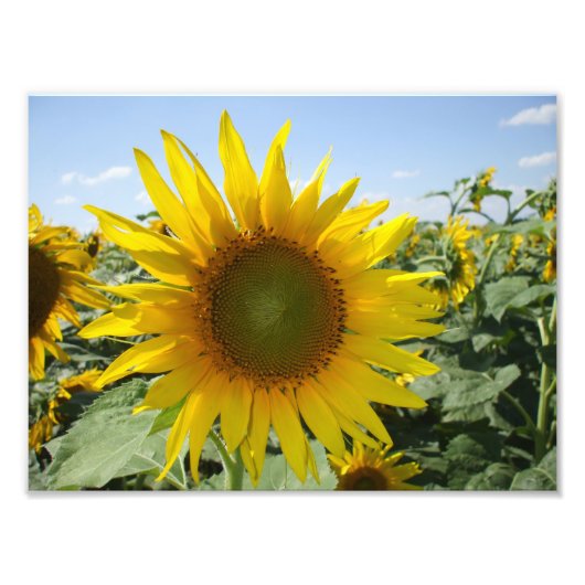Kansas Sunflower Foto Afdruk (Voorkant)