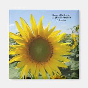 Kansas Sunflower Magneet