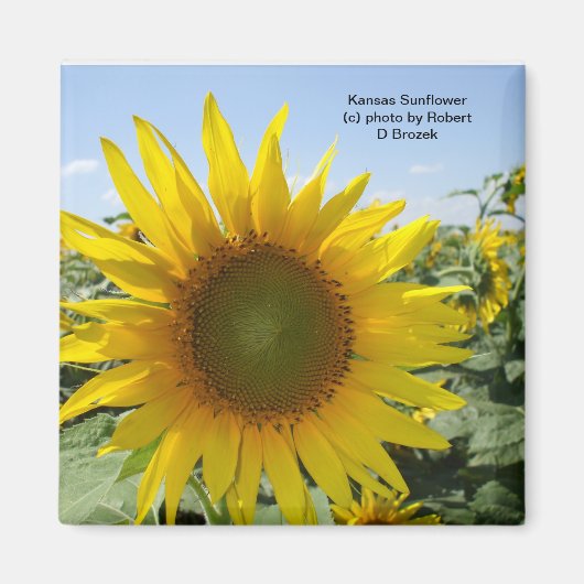 Kansas Sunflower Magneet (Voorkant)