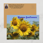 Kansas Sunflower POST CARD Briefkaart (Voorkant / Achterkant)