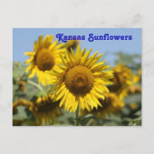 Kansas Sunflower POST CARD Briefkaart (Voorkant)
