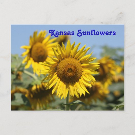 Kansas Sunflower POST CARD Briefkaart (Voorkant)