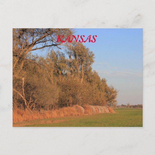 Kansas tarweveld met bomen Post Kaart (Voorkant)