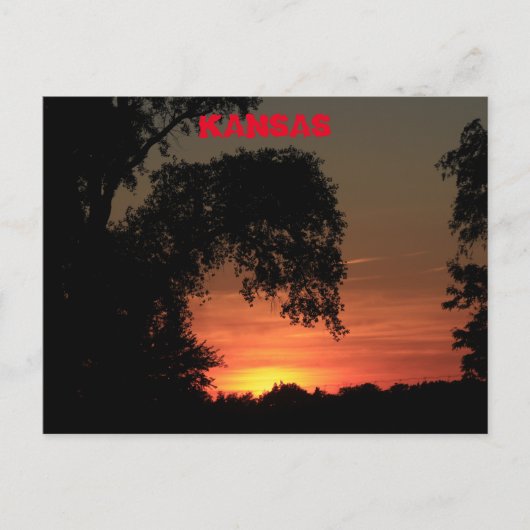 Kansas Tree Silhouette Sunset Briefkaart (Voorkant)